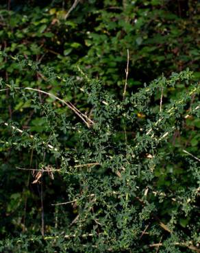Fotografia 12 da espécie Adenocarpus lainzii no Jardim Botânico UTAD