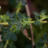 Fotografia 13 da espécie Adenocarpus lainzii do Jardim Botânico UTAD