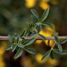 Fotografia 14 da espécie Adenocarpus lainzii do Jardim Botânico UTAD