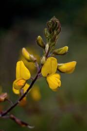 Fotografia da espécie Adenocarpus lainzii