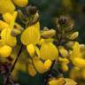 Fotografia 16 da espécie Adenocarpus lainzii do Jardim Botânico UTAD