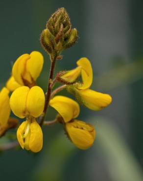 Fotografia 17 da espécie Adenocarpus lainzii no Jardim Botânico UTAD