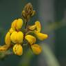 Fotografia 17 da espécie Adenocarpus lainzii do Jardim Botânico UTAD