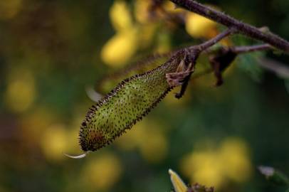 Fotografia da espécie Adenocarpus lainzii