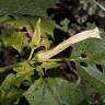 Fotografia 9 da espécie Datura stramonium do Jardim Botânico UTAD