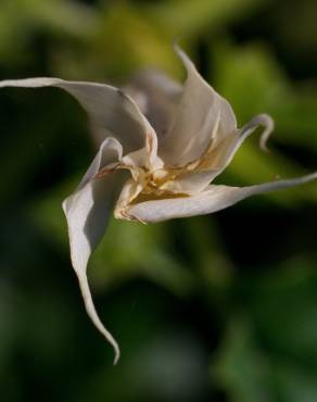 Fotografia 10 da espécie Datura stramonium no Jardim Botânico UTAD