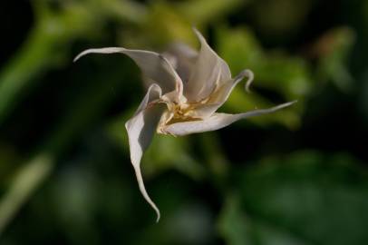 Fotografia da espécie Datura stramonium