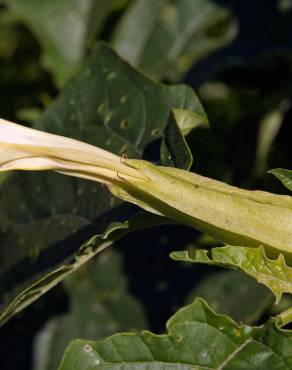 Fotografia 11 da espécie Datura stramonium no Jardim Botânico UTAD