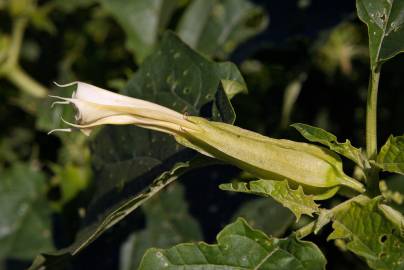 Fotografia da espécie Datura stramonium