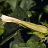 Fotografia 11 da espécie Datura stramonium do Jardim Botânico UTAD