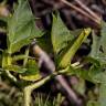 Fotografia 12 da espécie Datura stramonium do Jardim Botânico UTAD