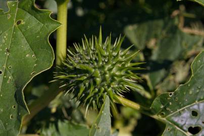 Fotografia da espécie Datura stramonium