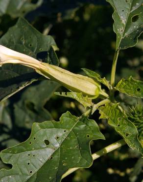 Fotografia 14 da espécie Datura stramonium no Jardim Botânico UTAD