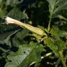 Fotografia 14 da espécie Datura stramonium do Jardim Botânico UTAD