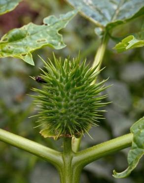 Fotografia 15 da espécie Datura stramonium no Jardim Botânico UTAD