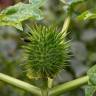 Fotografia 15 da espécie Datura stramonium do Jardim Botânico UTAD