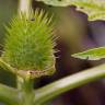 Fotografia 16 da espécie Datura stramonium do Jardim Botânico UTAD