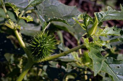 Fotografia da espécie Datura stramonium