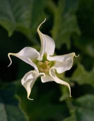 Datura stramonium