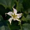 Fotografia 1 da espécie Datura stramonium do Jardim Botânico UTAD