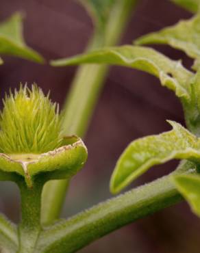 Fotografia 19 da espécie Datura stramonium no Jardim Botânico UTAD