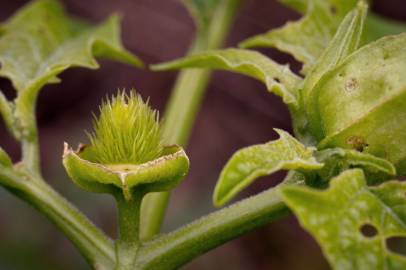 Fotografia da espécie Datura stramonium