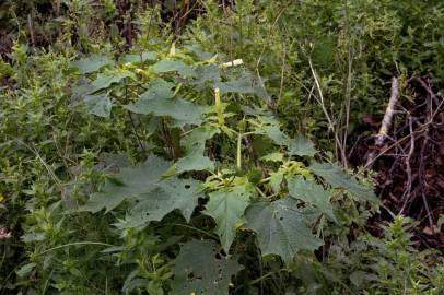 Fotografia da espécie Datura stramonium