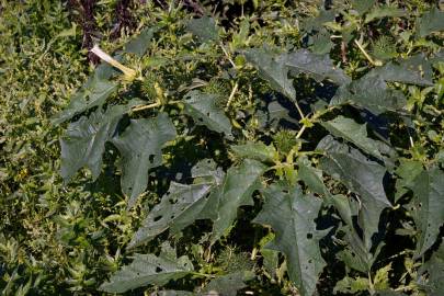 Fotografia da espécie Datura stramonium