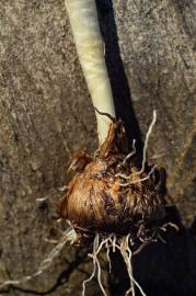 Fotografia da espécie Crocus serotinus subesp. serotinus