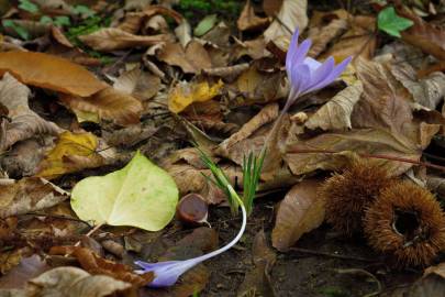 Fotografia da espécie Crocus serotinus subesp. serotinus