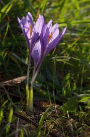 Fotografia da espécie Crocus serotinus subesp. serotinus