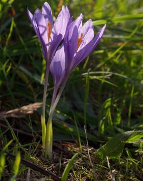 Fotografia 17 da espécie Crocus serotinus subesp. serotinus no Jardim Botânico UTAD