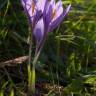 Fotografia 17 da espécie Crocus serotinus subesp. serotinus do Jardim Botânico UTAD