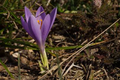 Fotografia da espécie Crocus serotinus subesp. serotinus