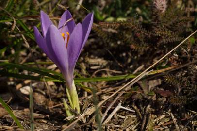 Fotografia da espécie Crocus serotinus subesp. serotinus