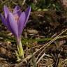 Fotografia 18 da espécie Crocus serotinus subesp. serotinus do Jardim Botânico UTAD