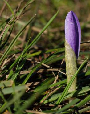 Fotografia 19 da espécie Crocus serotinus subesp. serotinus no Jardim Botânico UTAD