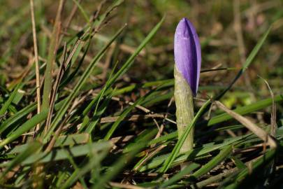 Fotografia da espécie Crocus serotinus subesp. serotinus