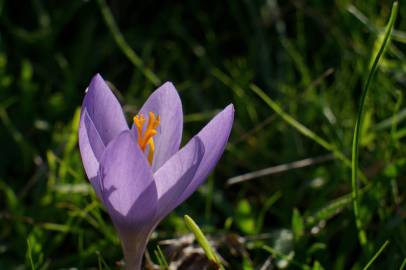 Fotografia da espécie Crocus serotinus subesp. serotinus