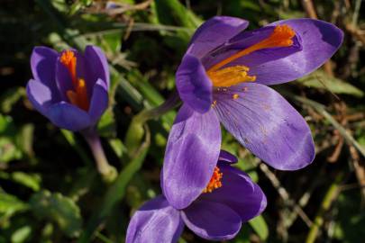 Fotografia da espécie Crocus serotinus subesp. serotinus