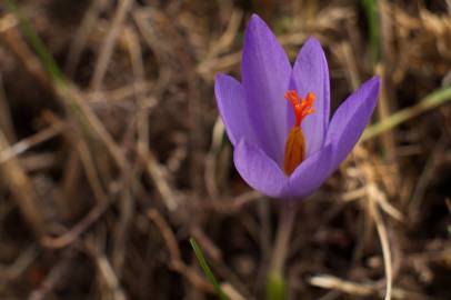 Fotografia da espécie Crocus serotinus subesp. serotinus