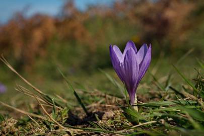 Fotografia da espécie Crocus serotinus subesp. serotinus