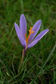 Fotografia da espécie Crocus serotinus subesp. serotinus