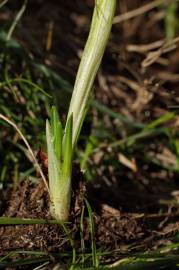 Fotografia da espécie Crocus serotinus subesp. serotinus