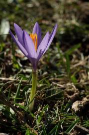 Fotografia da espécie Crocus serotinus subesp. serotinus