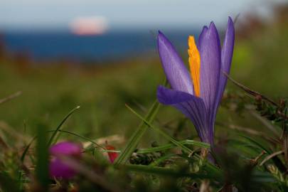 Fotografia da espécie Crocus serotinus subesp. serotinus