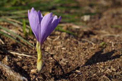 Fotografia da espécie Crocus serotinus subesp. serotinus