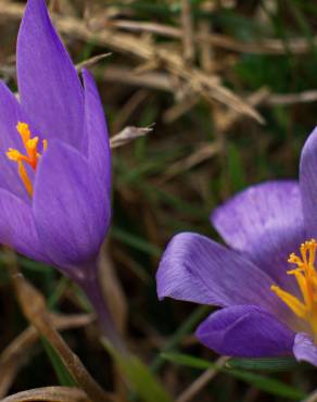 Fotografia 30 da espécie Crocus serotinus subesp. serotinus no Jardim Botânico UTAD