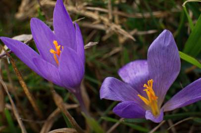 Fotografia da espécie Crocus serotinus subesp. serotinus