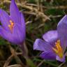 Fotografia 30 da espécie Crocus serotinus subesp. serotinus do Jardim Botânico UTAD